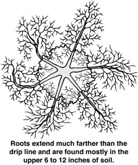 Root System